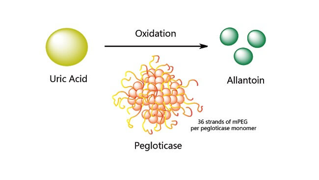 Pegloticase giúp Acid uric chuyển hóa thành allatonin
