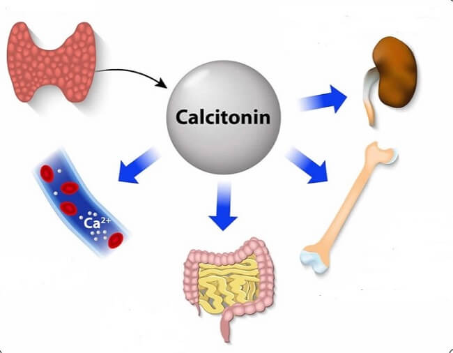 Caclcitonin là gì?
