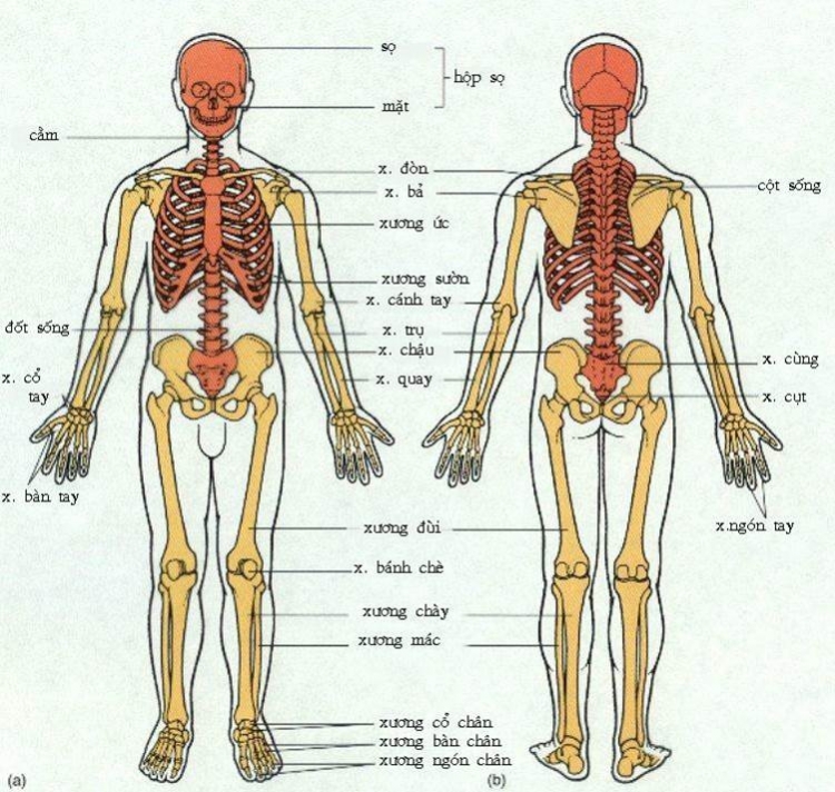 Hệ vận động của con người gồm hệ xương và hệ cơ