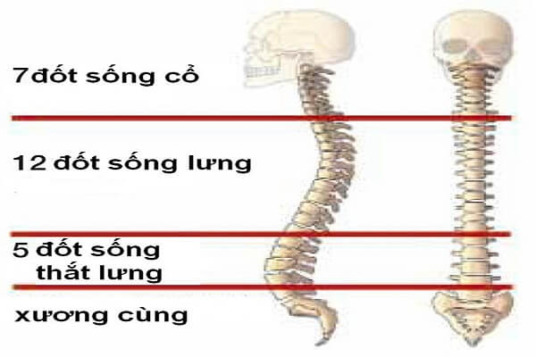 Cấu tạo xương cột sống