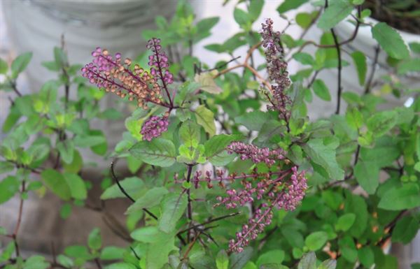 Hương nhu tía – loại cây quen thuộc chữa vôi hóa cột sống