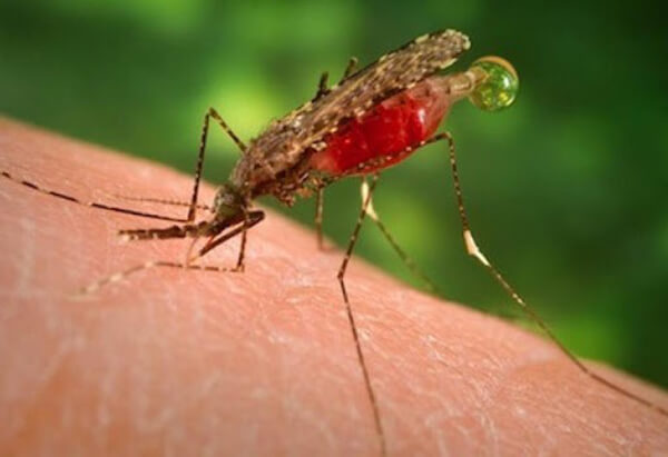 Kháng ký sinh trùng gây bệnh sốt rét
