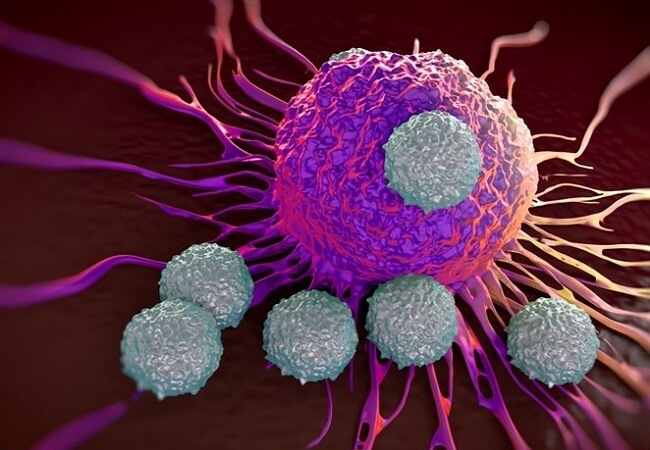 Tế bào lympho T