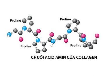 Collagen tuyp 2 và những điều bạn nên biết