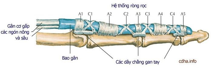 Giải phẫu ngón tay hệ gân xương