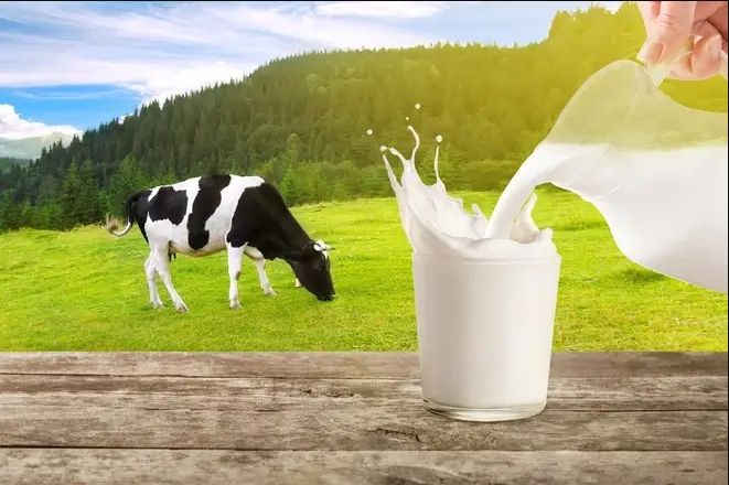 Sữa bò tách béo là sự lựa chọn hoàn hảo cho người đang bị các bệnh lý xương khớp nói chung